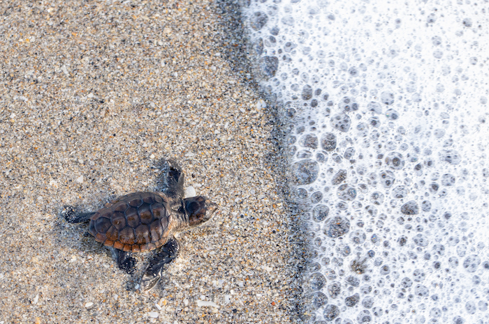 baby loggerhead turtle goes to sea