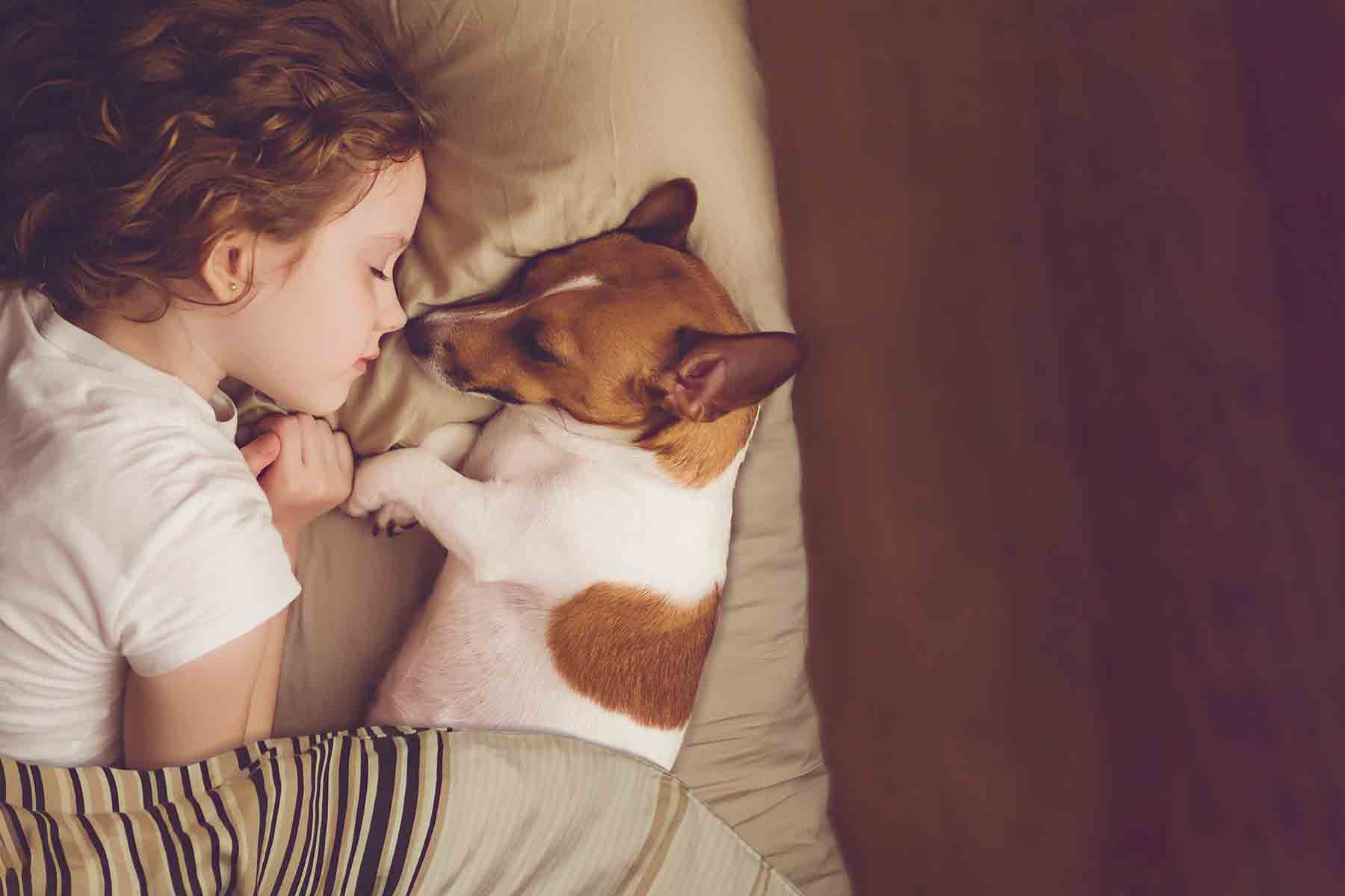 Little girl sleeping with puppy in bed