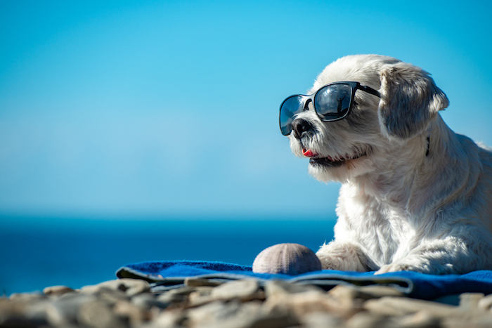 dog on beach with sunglasses