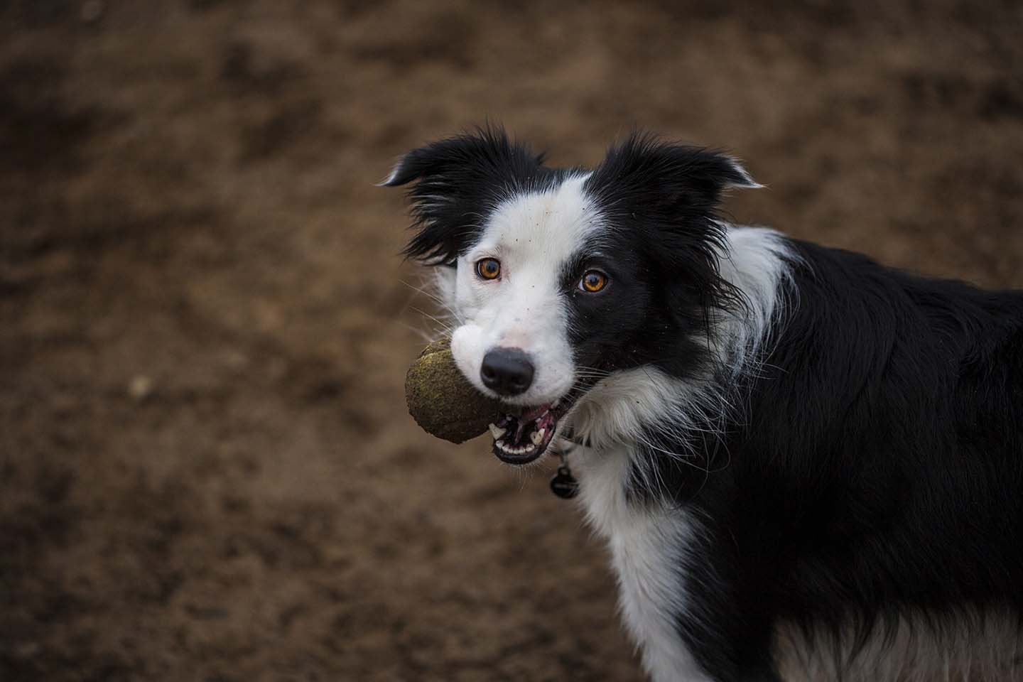 Happy dog at the park with a ball
