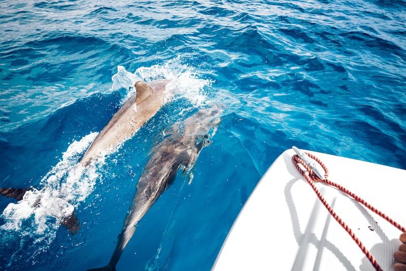 Dolphins swim along a tour in Hilton Head