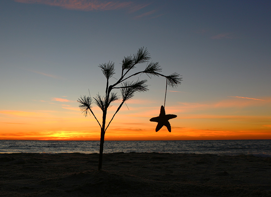 Charlie brown Christmas tree on the beach