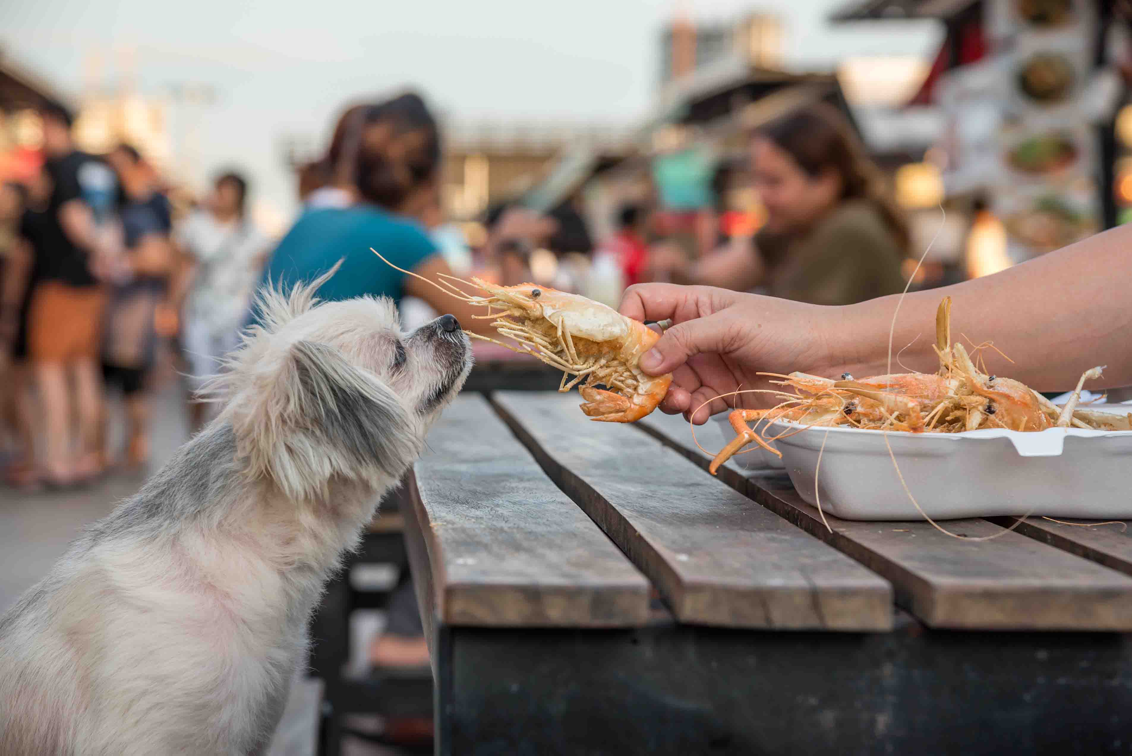 Dog smelling seafood at restaurant